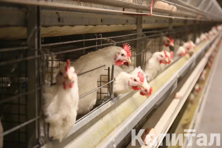 Капитал - Мясо птицы подорожало на 29% за год