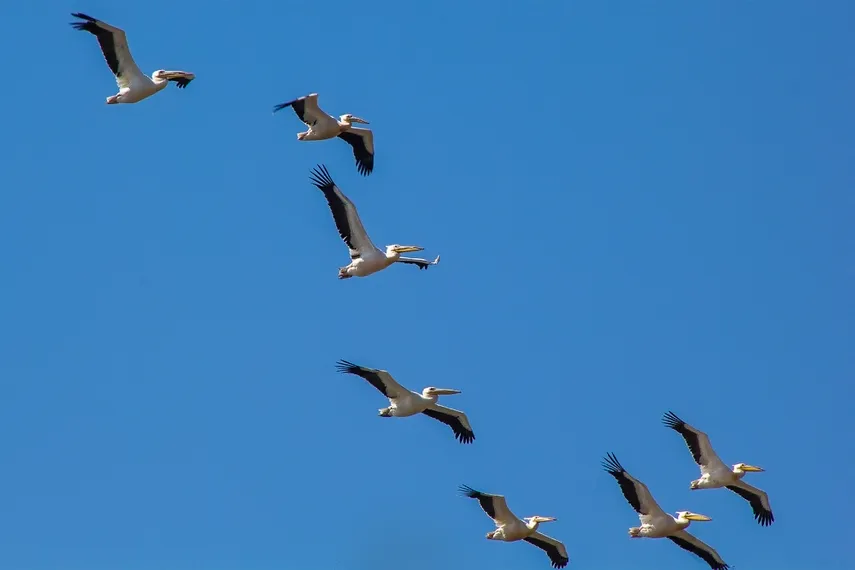 Капитал - С легкостью птицы – за мечтой