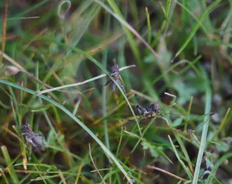 Фото: Министерство сельского хозяйства РК 