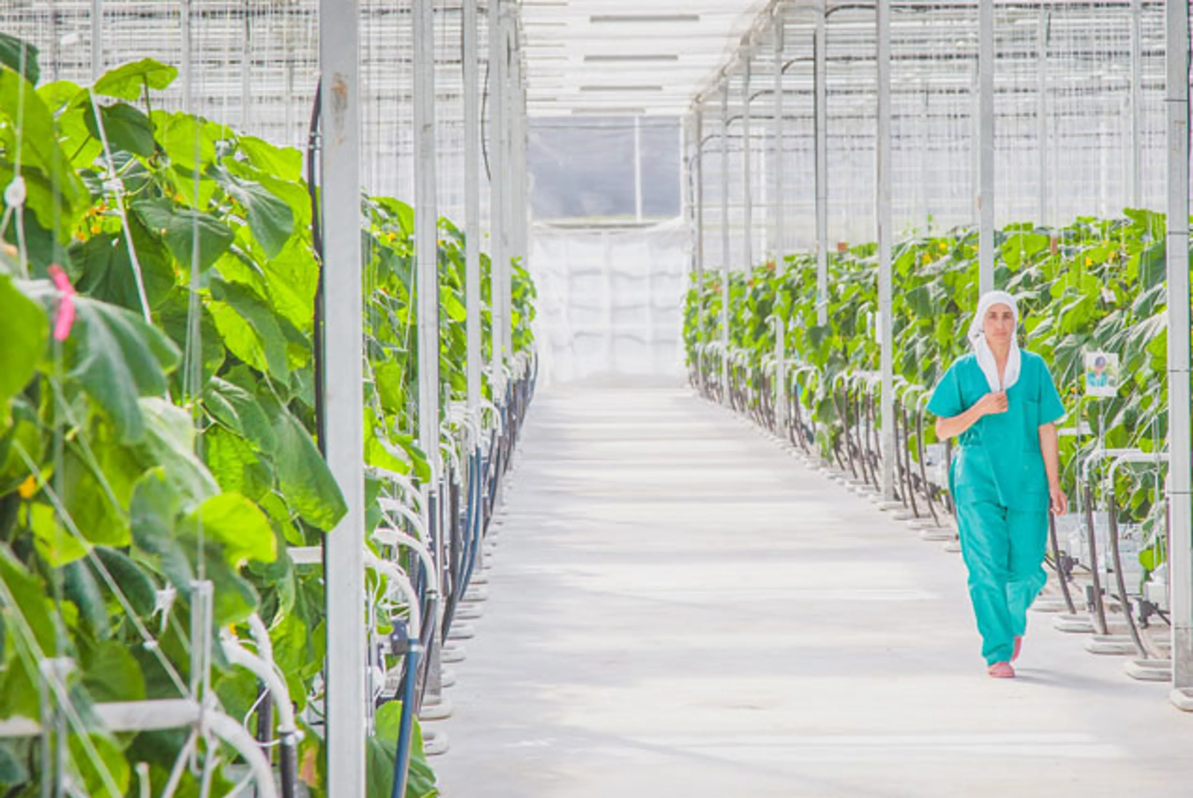 Капитал - Промышленную теплицу запустили в ЮКО