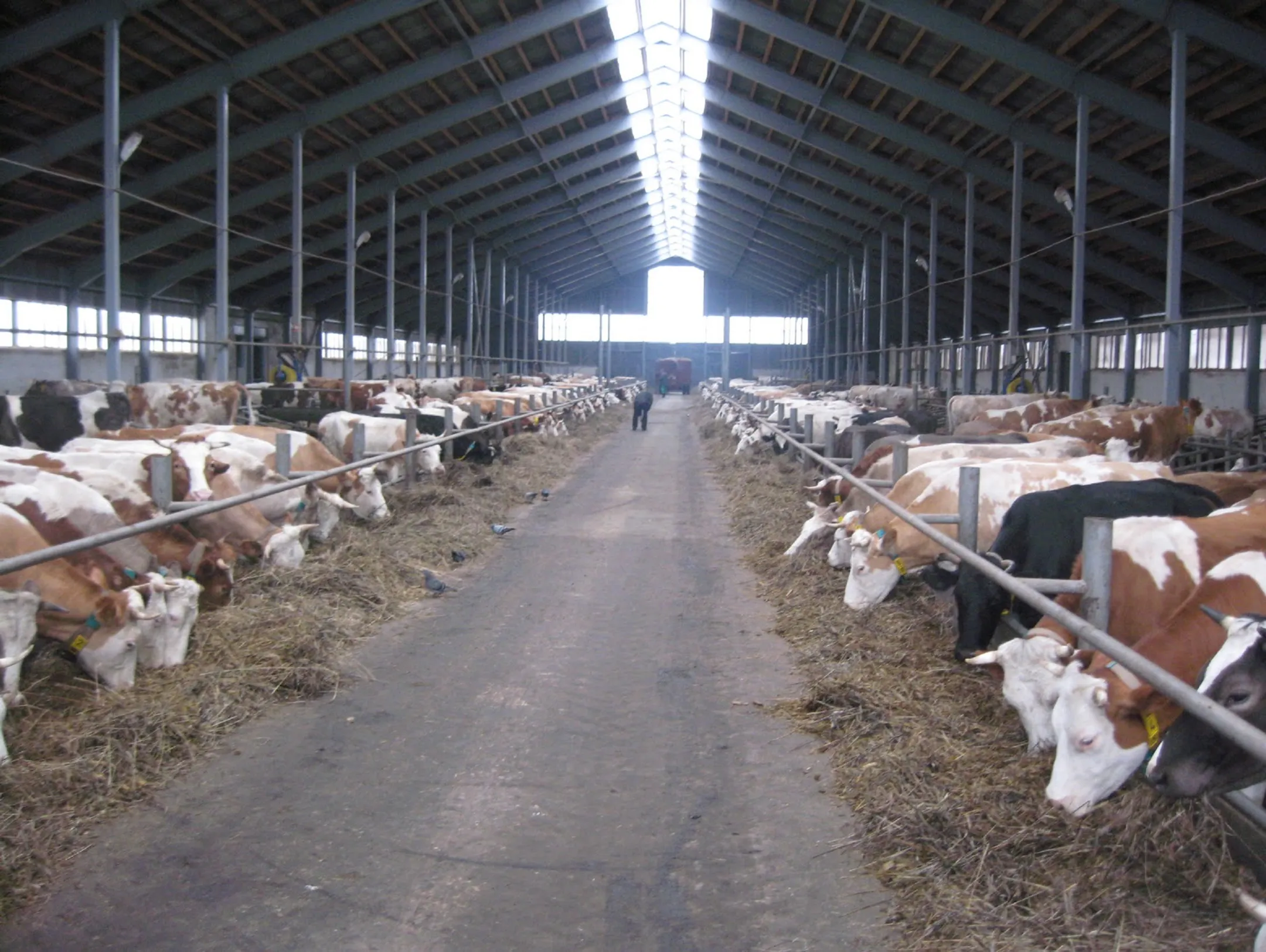 В странах ТС не хватает молока - Image Kapital.kz