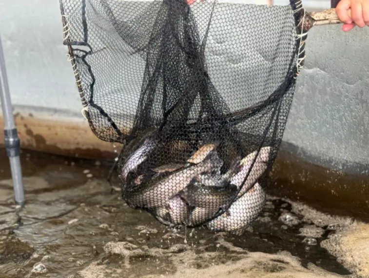 Капитал - В рыбной отрасли Казахстана наблюдается устойчивый рост