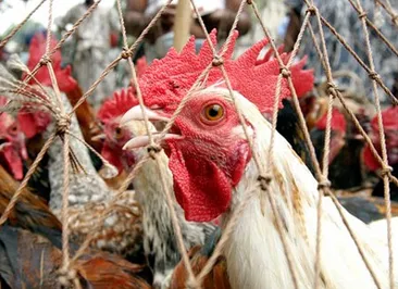 Кыргызстан ввел запрет на ввоз мяса птицы из Китая из-за птичьего гриппа