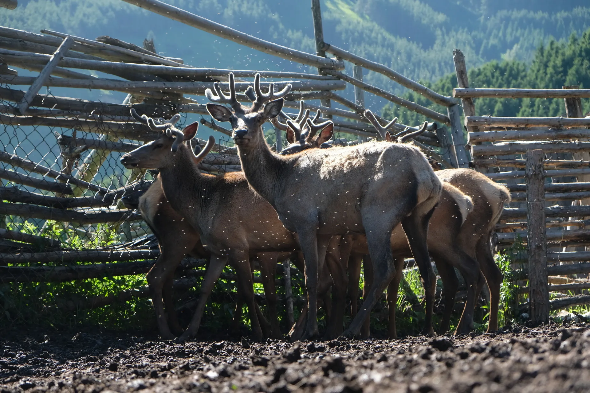 Капитал - Кто в Алматинской области зарабатывает на пантах