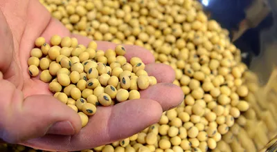 Производство соя-бобов в Австралии упало