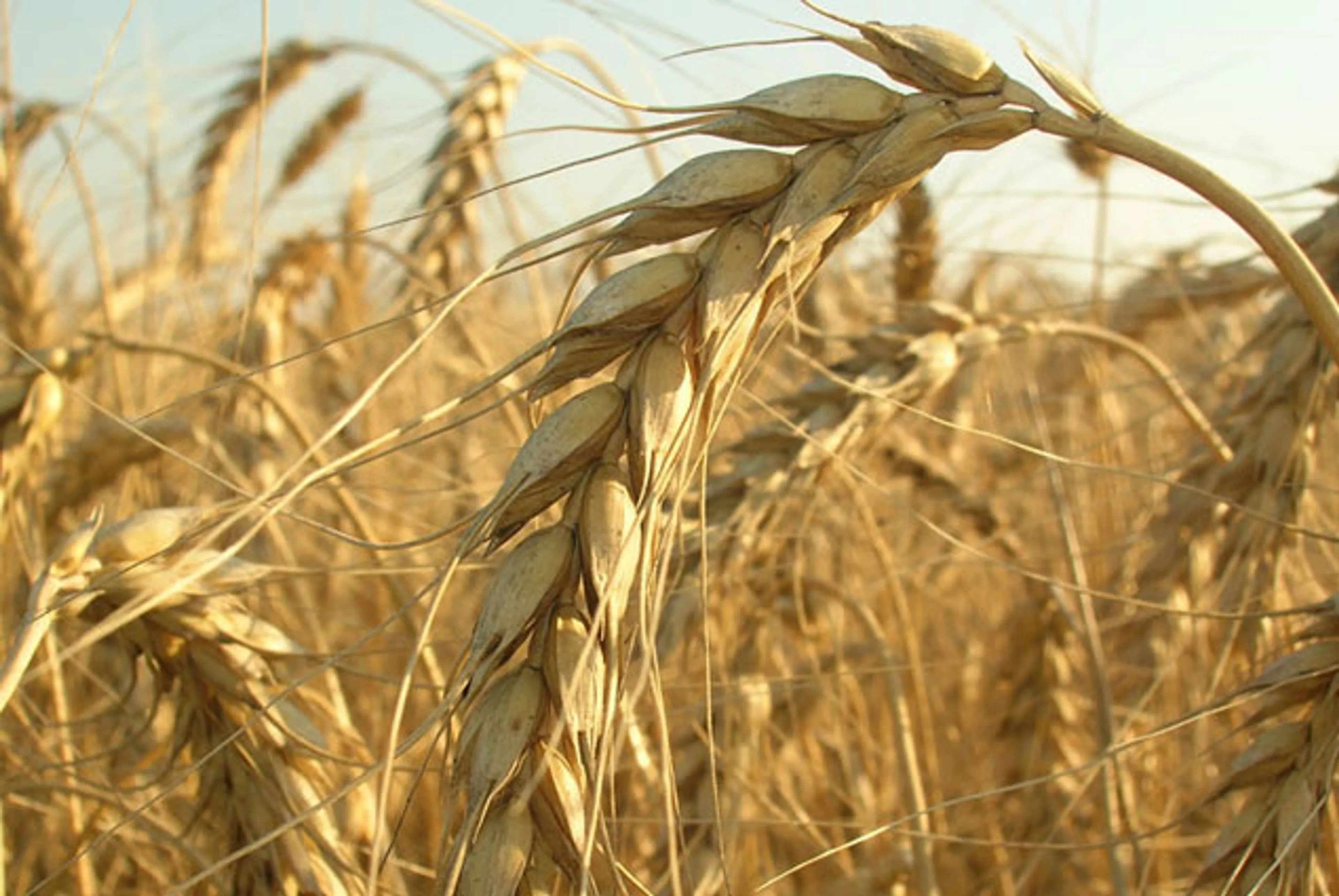 Капитал - Четвертая часть экспорта пшеницы из РК пришлась на Иран