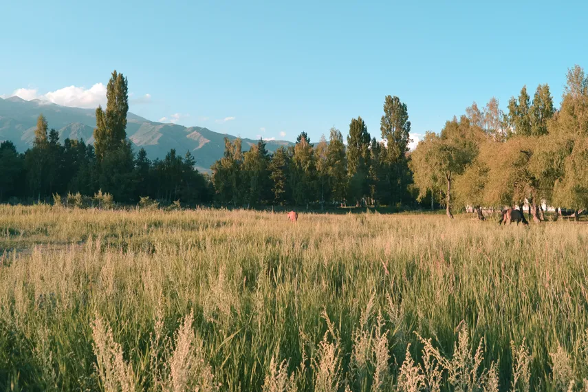 Капитал - Президент: Неиспользуемые сельхозземли будут изыматься