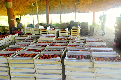 Мактааральские крестьяне собрали 2766 тонн фруктов