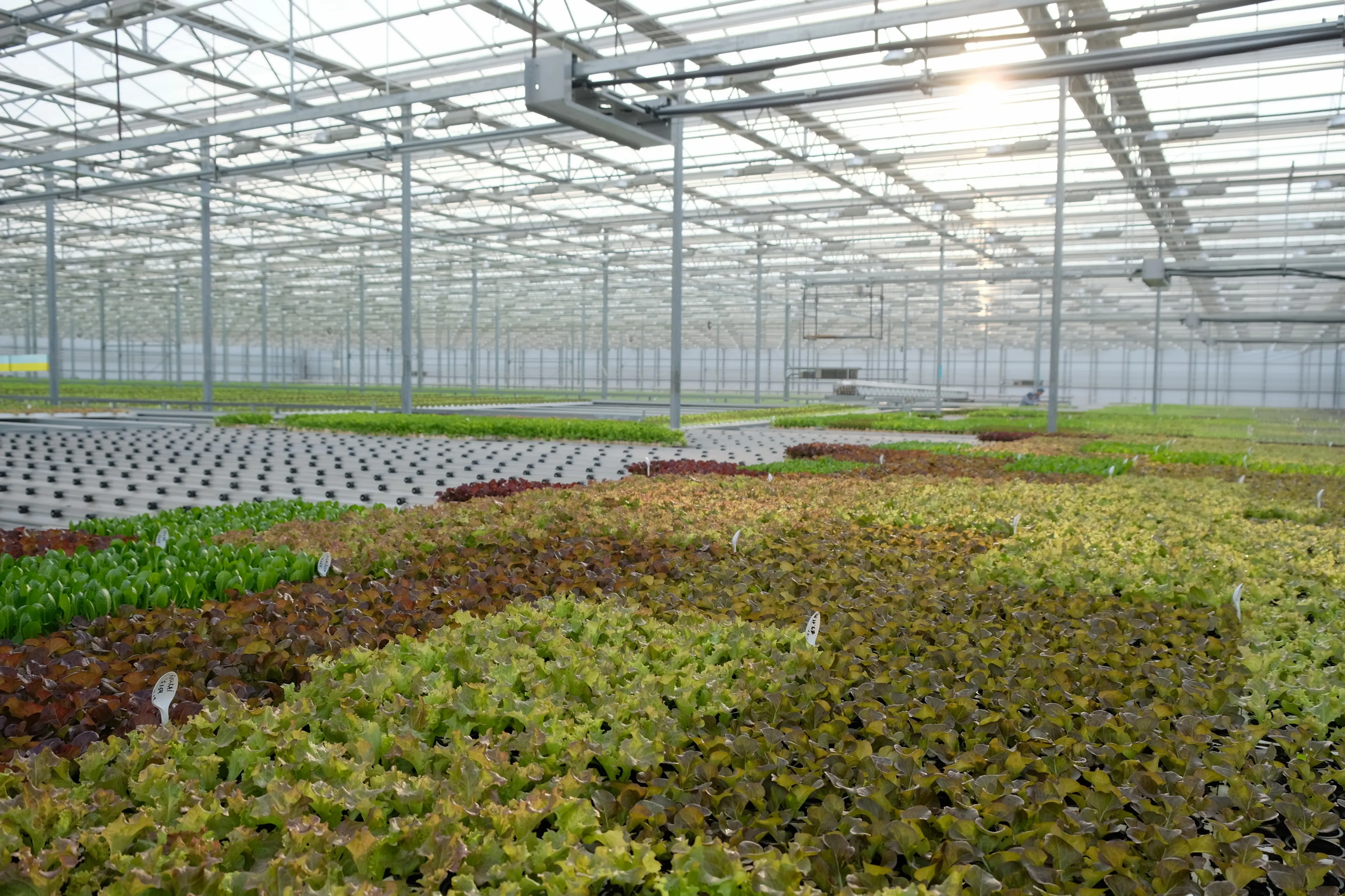 Капитал - Инновации в освещении повышают производительность теплиц