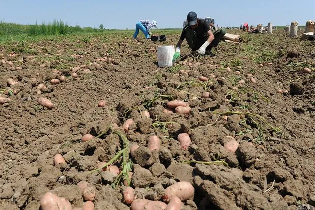 Украина разоряет сельхозпроизводителей Молдавии