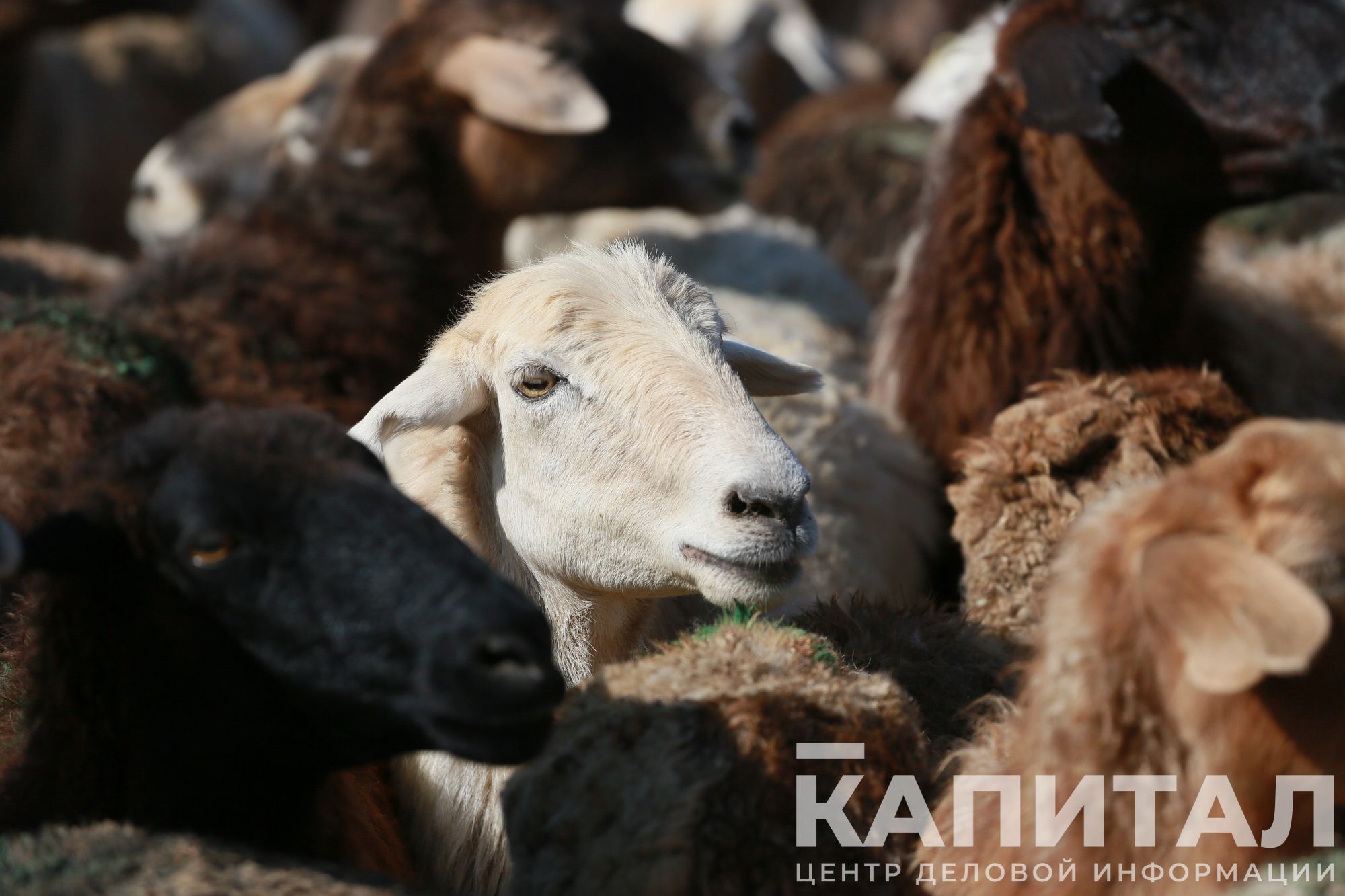 Фото: Руслан Пряников