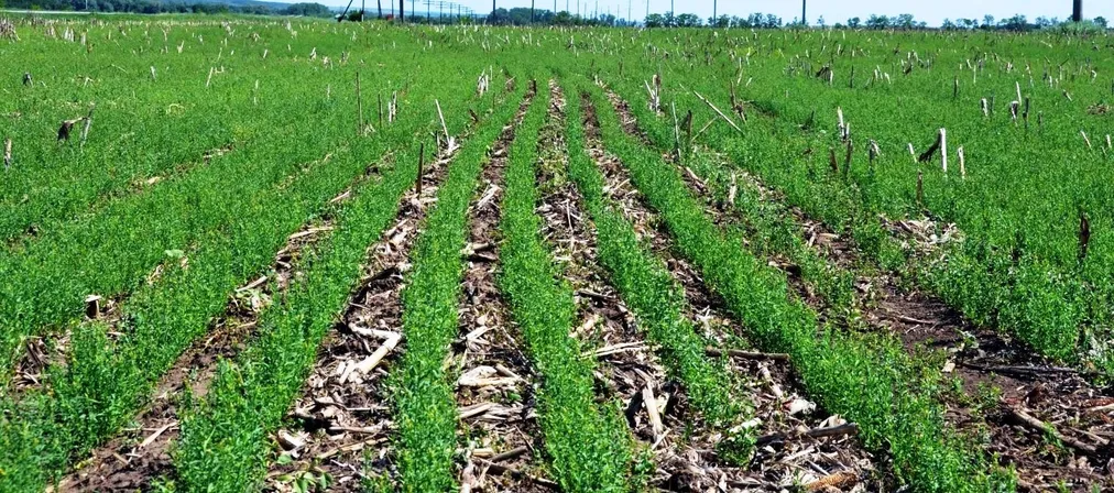 Капитал - Посевы льна в Казахстане достигли 1,5 млн гектаров