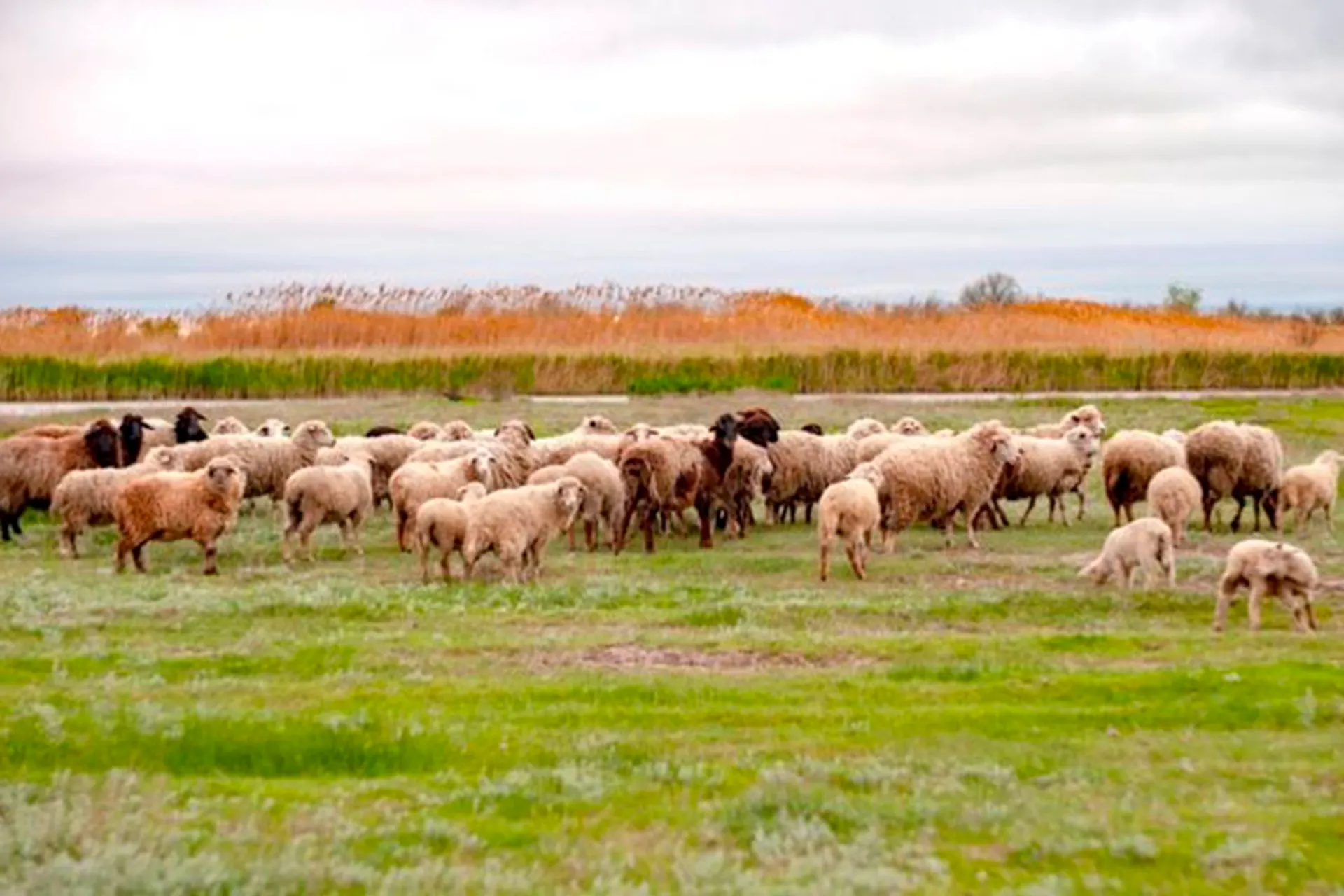 Капитал - Более 3,5 тысячи пастбищных участков выданы с нарушениями