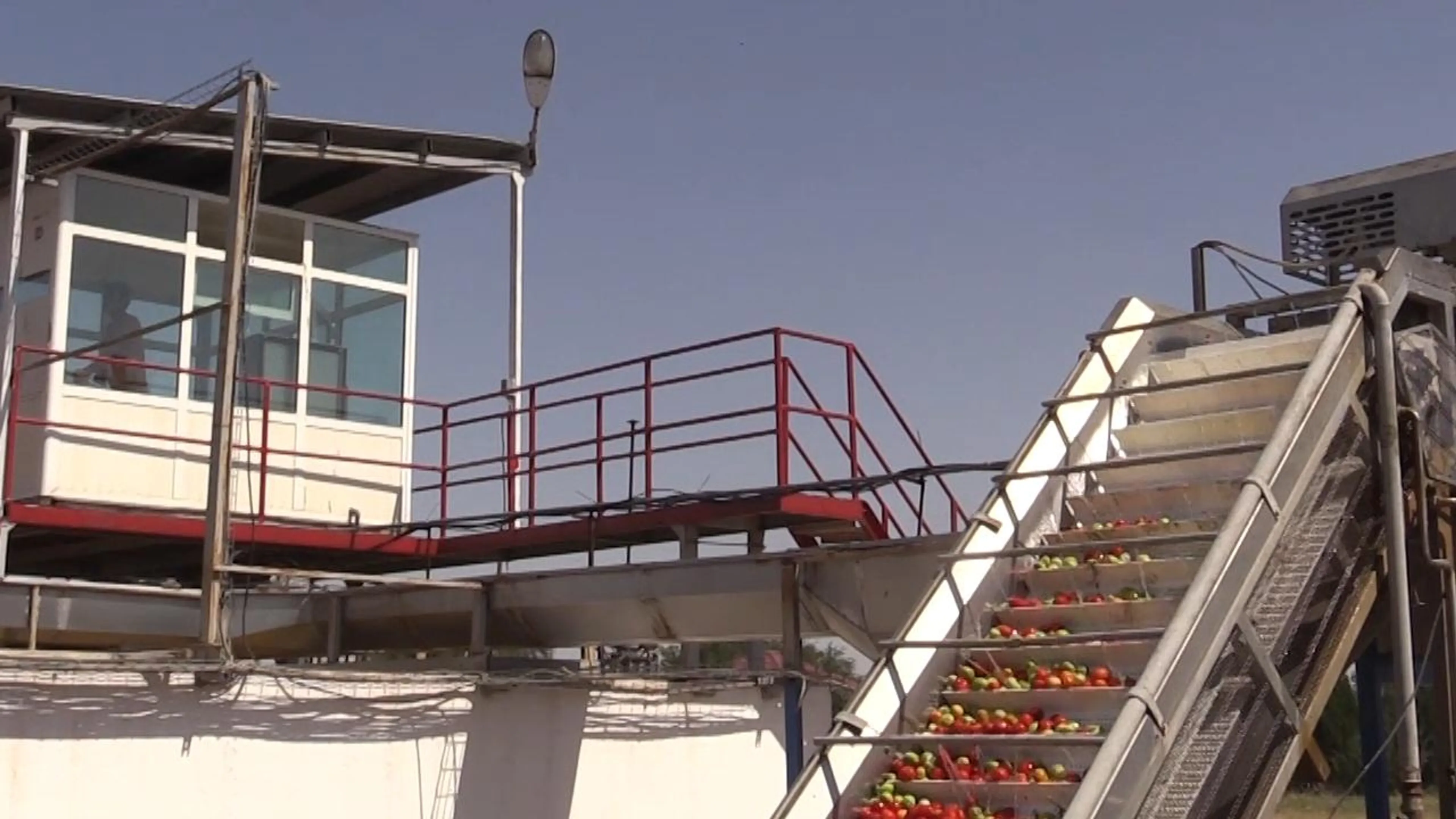 Капитал - В Арыси завод по переработке томатов расширяет производство