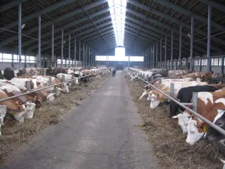 Капитал - В странах ТС не хватает молока