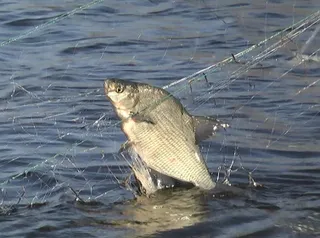 Капитал - Теневой оборот в сфере рыболовства составил около $100 млн