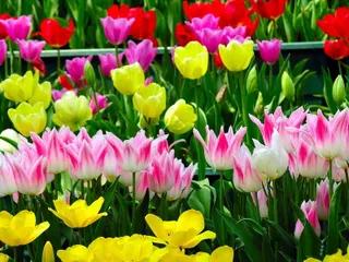 Капитал - В Актюбинской области построят цветочную теплицу