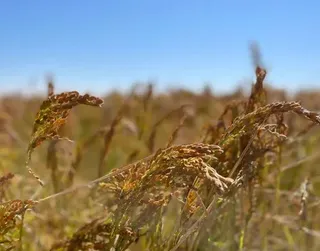 Капитал - Қызылордалық күріш компаниясы өзге елдердің нарығына қалай шыға алды