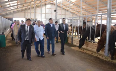 В РК запустили производство сухого порошка из кобыльего молока