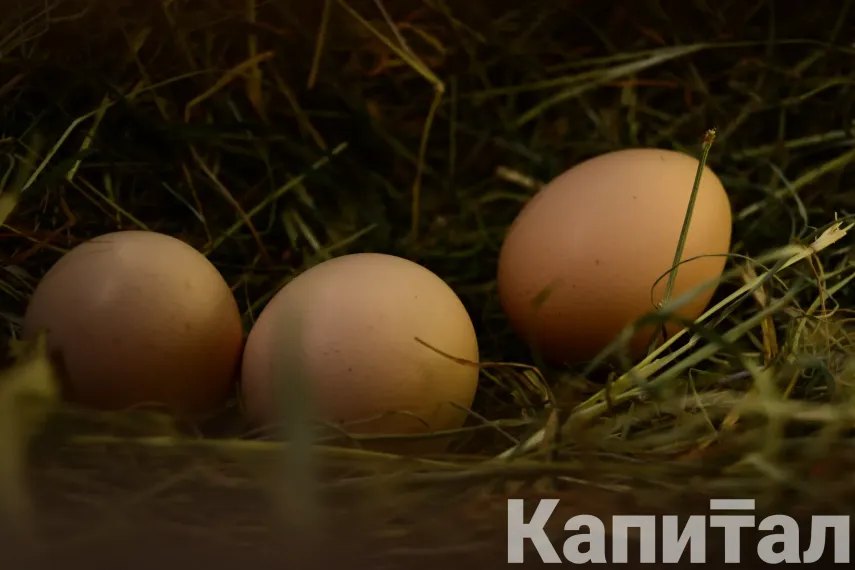 Капитал - Производство куриных яиц выросло на 12,1% за год