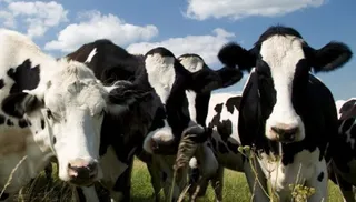 Капитал - Мамытбеков ответил на критику Назарбаева