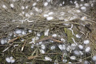 На юге РК планируют ежегодно производить до 50 тонн шелкового волокна