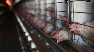 Поставка мяса птицы из СКО в Россию ограничена