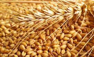 Капитал - Казахстан намерен экспортировать продукты в Израиль и Японию