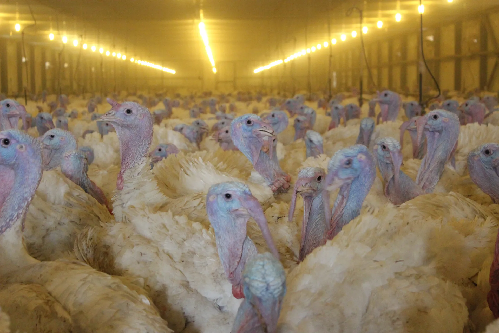 Капитал - Казахстан поставляет мясо индейки в Россию