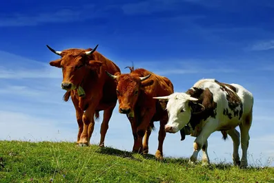 Эпизоотическая ситуация в Кыргызстане вызывает опасения