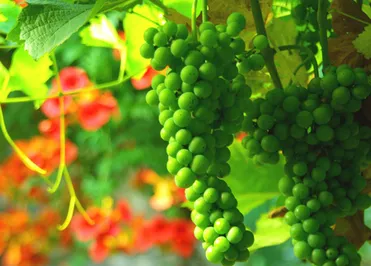 Пить или не пить?