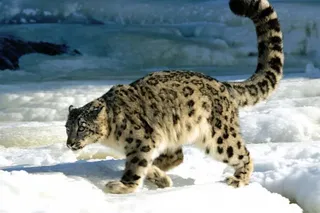 Капитал - ​В Джунгарском Алатау фотоловушки зафиксировали шесть барсов