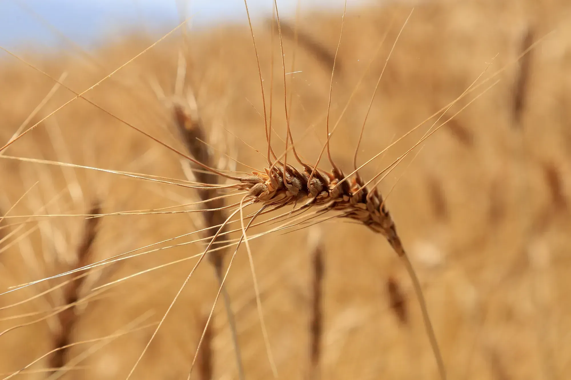 Казахстан может ввести запрет на ввоз пшеницы