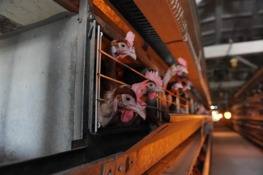 Капитал - Птицеводы просят помощи у Министерства сельского хозяйства