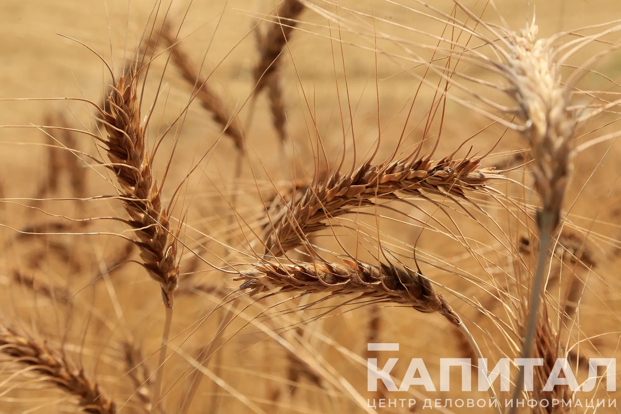 Каких сельхозпредприятий не коснется ограничение импорта зерна, рассказали в МСХ- Kapital.kz