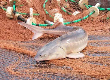 Мораторий на лов осетровых поддержит РК