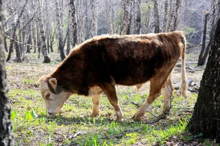 Фото: Руслан Пряников