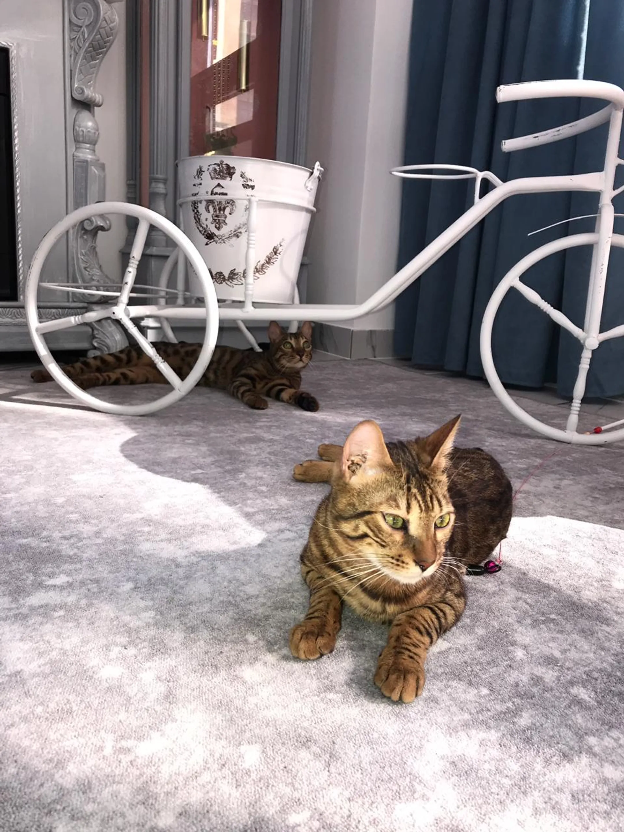 Как построить бизнес на любви к кошкам - Image Kapital.kz