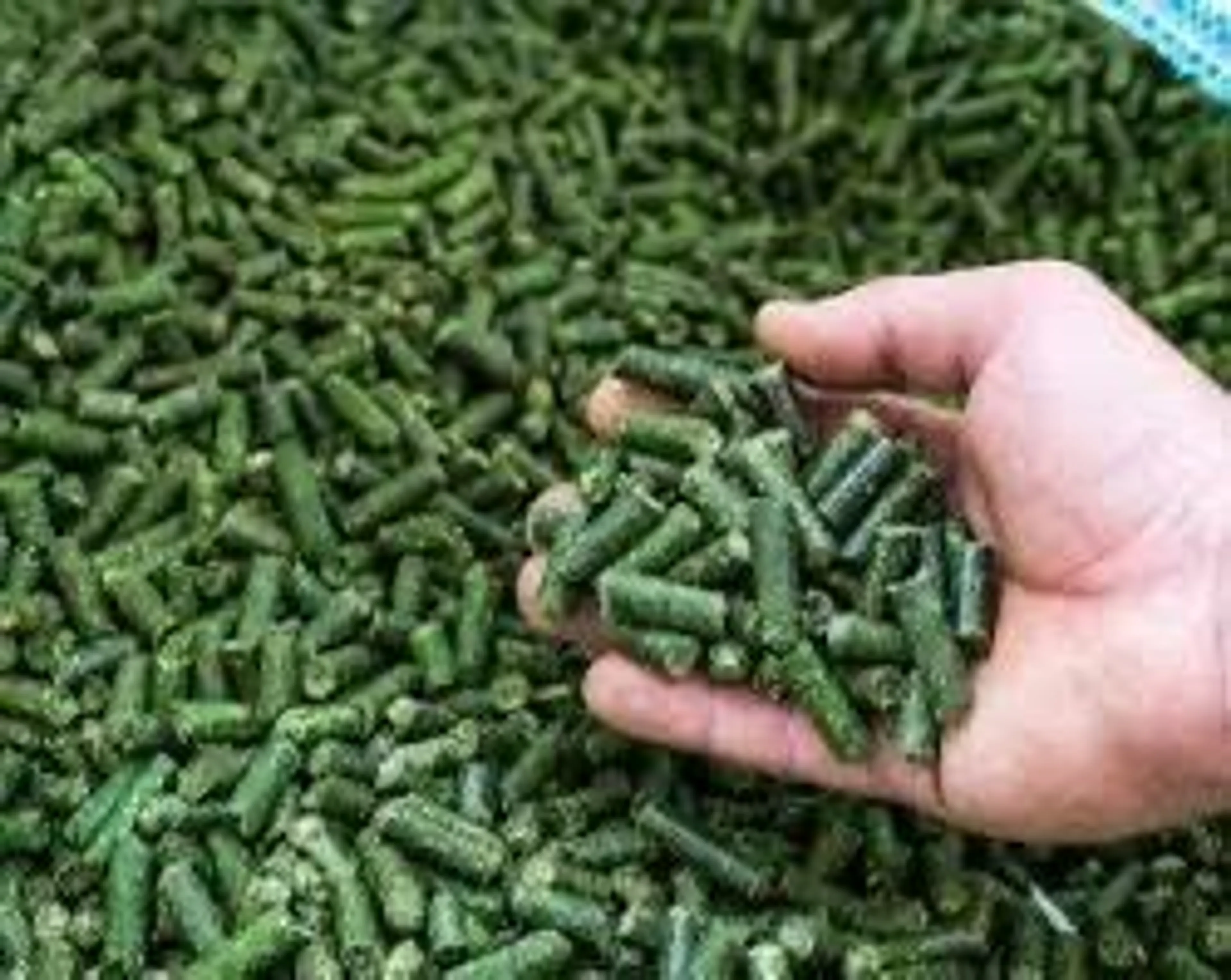 Фото: МСХ РК