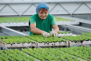 Капитал - Почему невыгодно открывать тепличный бизнес?