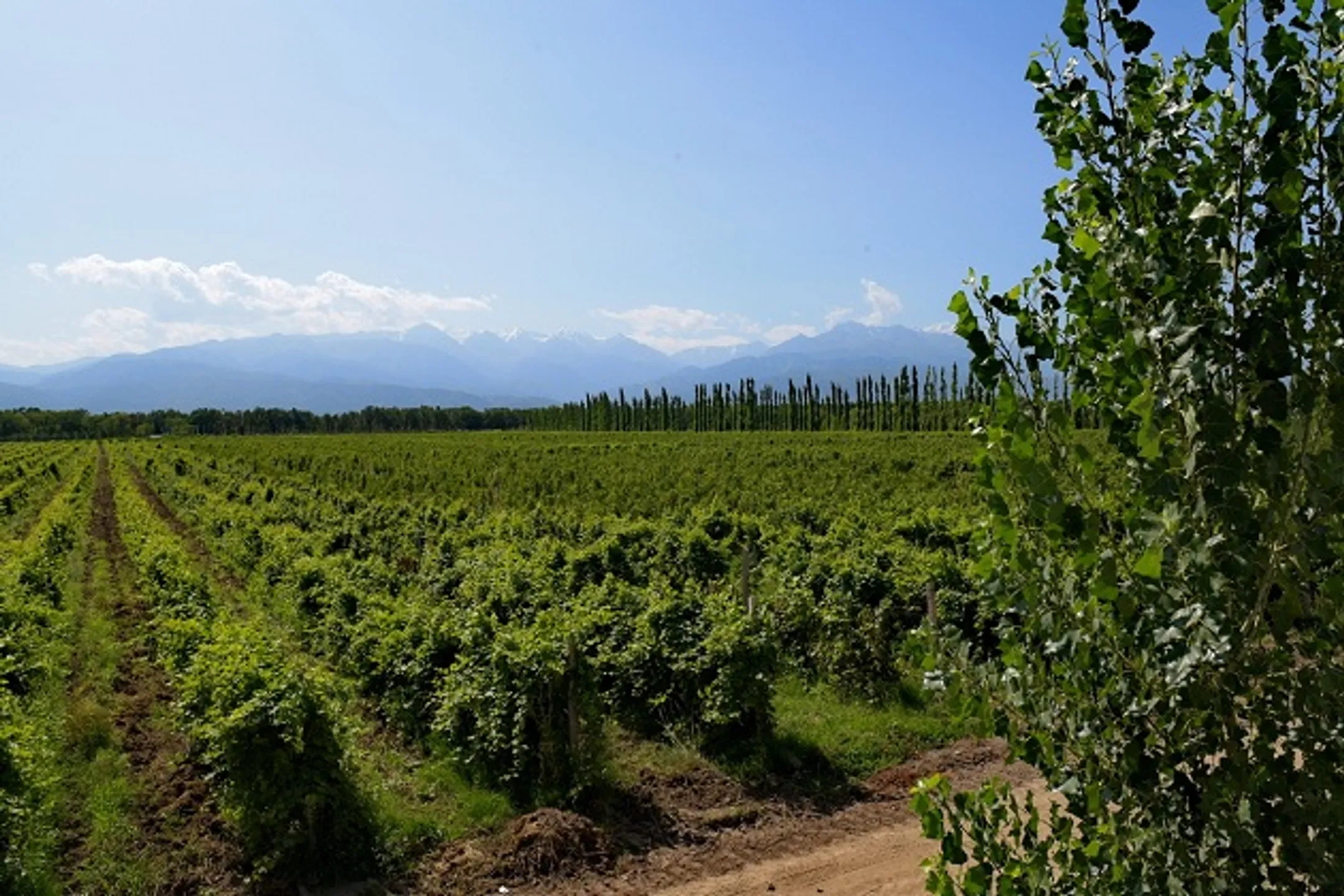 Почему содержание большого питомника не всегда прибыльно - Image Kapital.kz