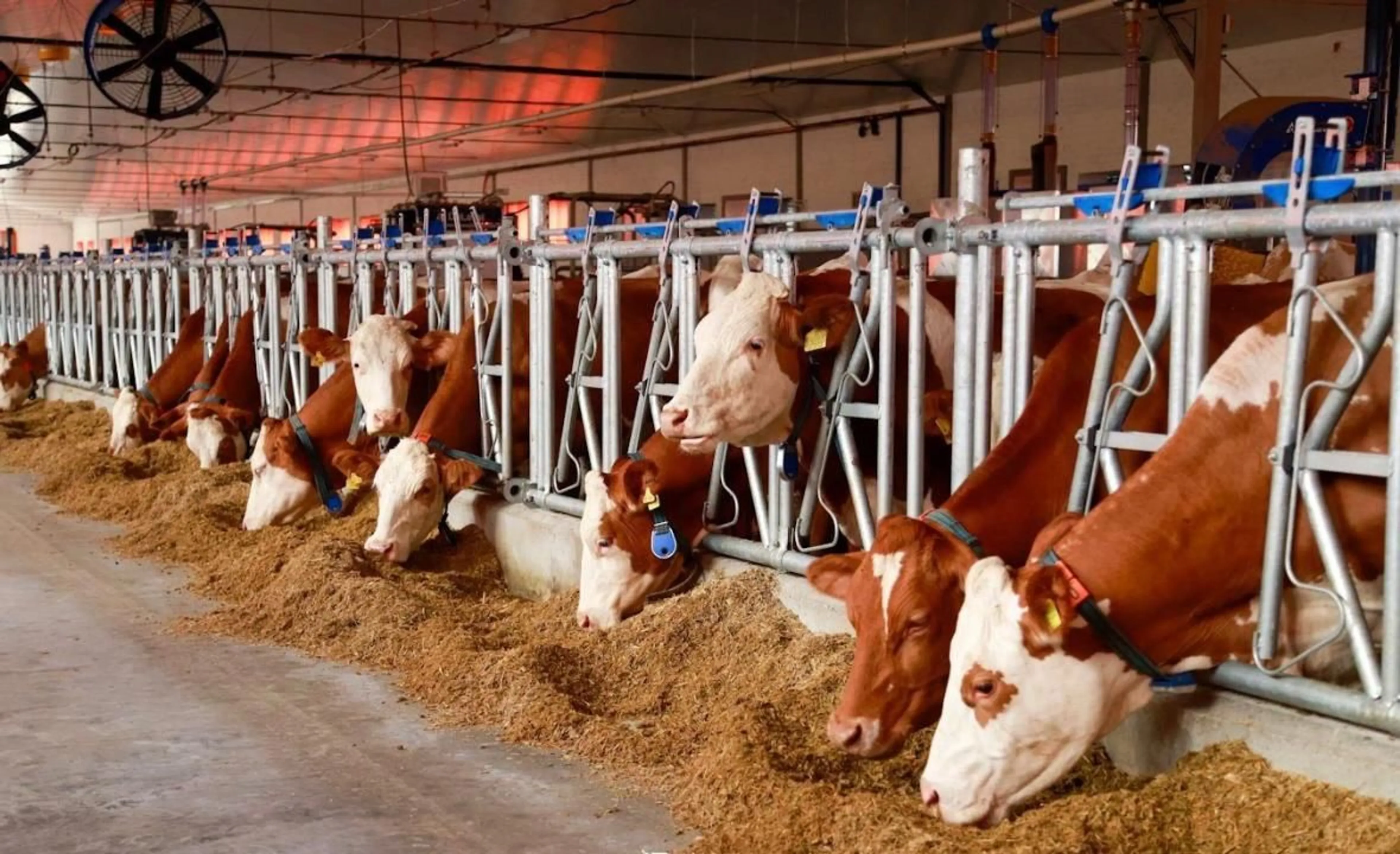 Фото: сайт акимата Восточно-Казахстанской области 