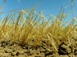 Капитал - Пострадавшим от засухи продлят кредиты