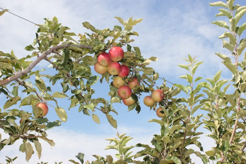 Капитал - Яблоневый рай или как мы собирали урожай