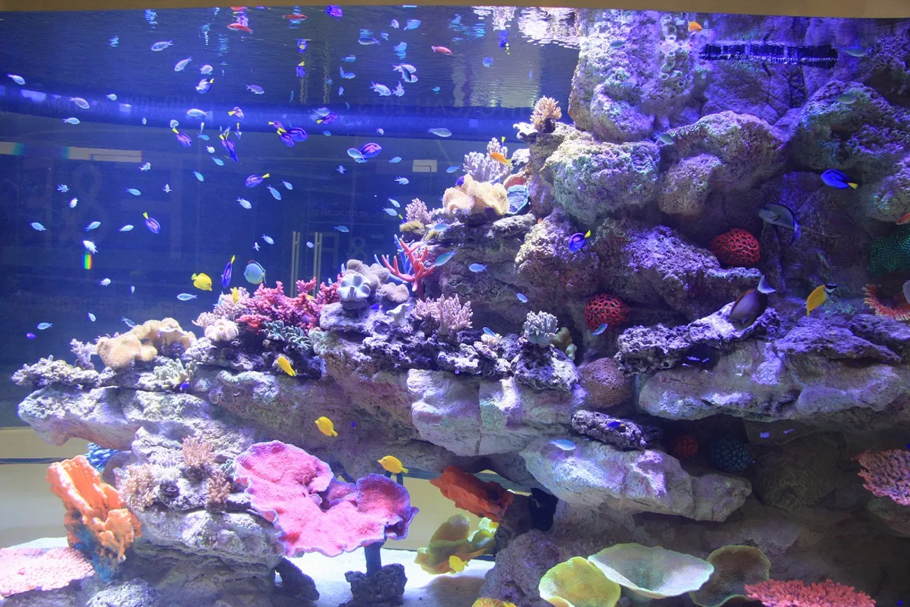 Аквариум в ТРЦ Mega Almaty
