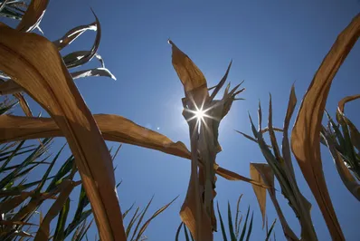 Ущерб агроотрасли США составит $30 млрд.