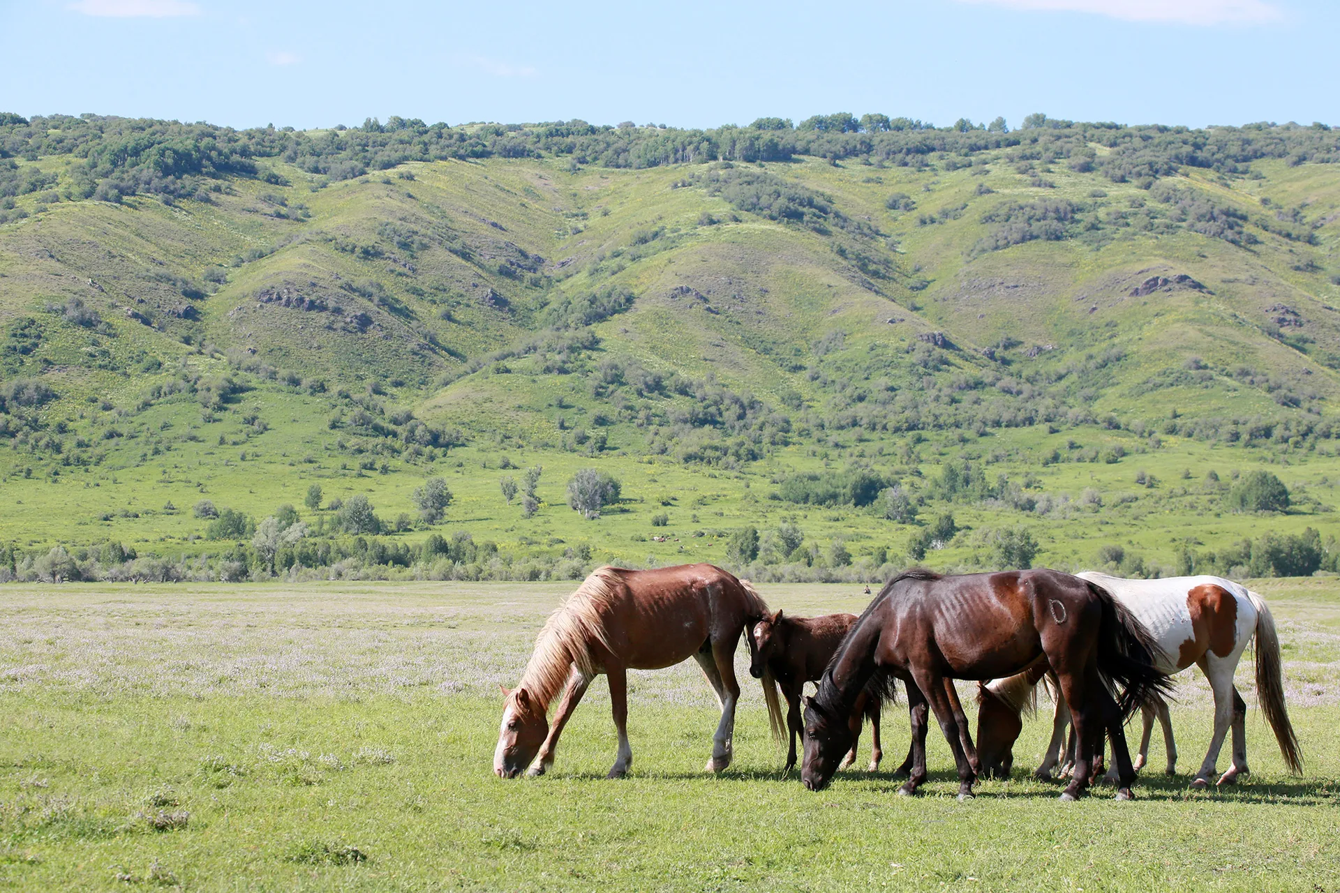 Капитал - В АПК планируют реализовать 700 инвестпроектов на 2,6 трлн тенге