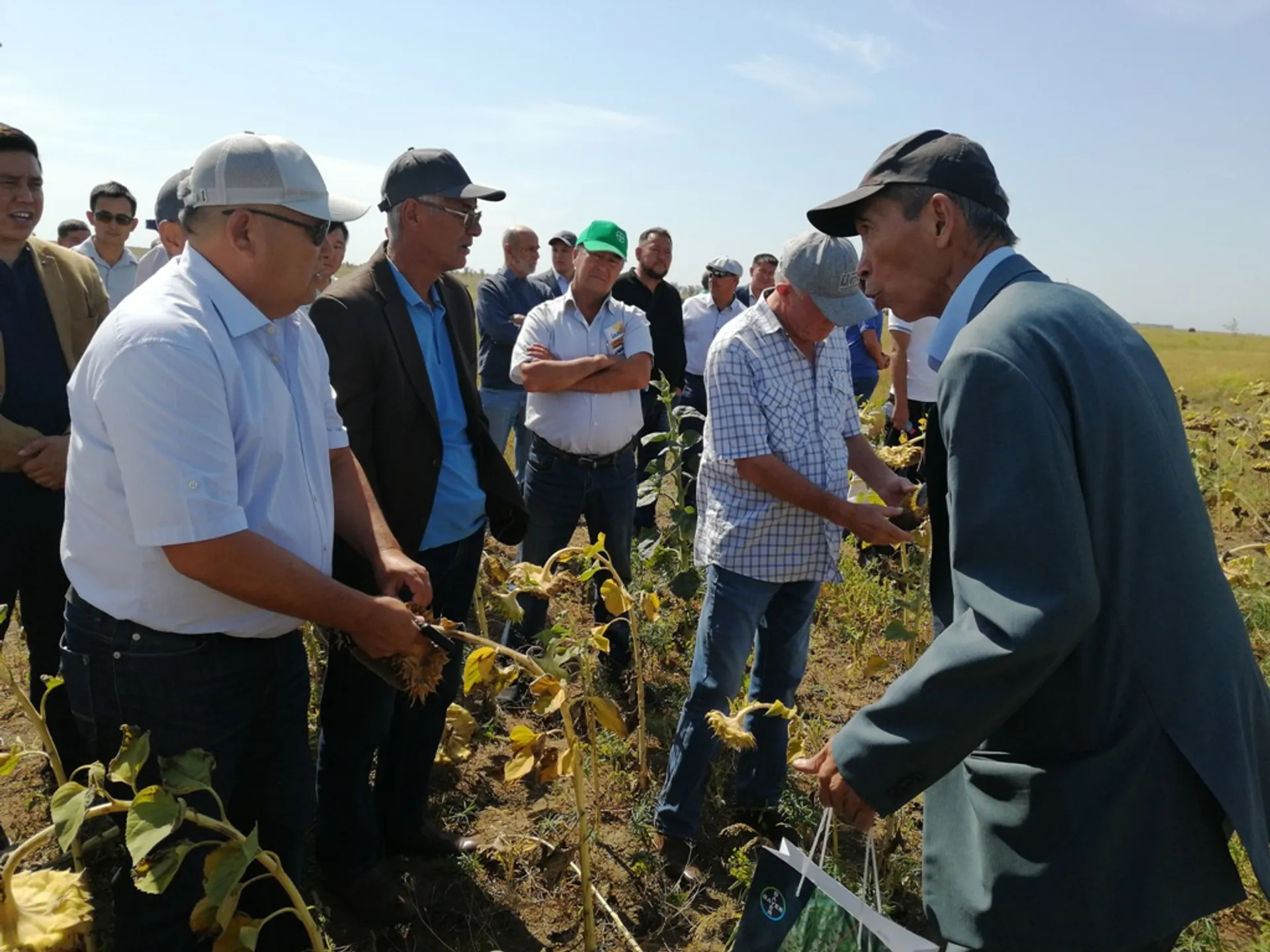 Капитал - Будет ли в ЗКО дешевый хлеб и корм для животных?