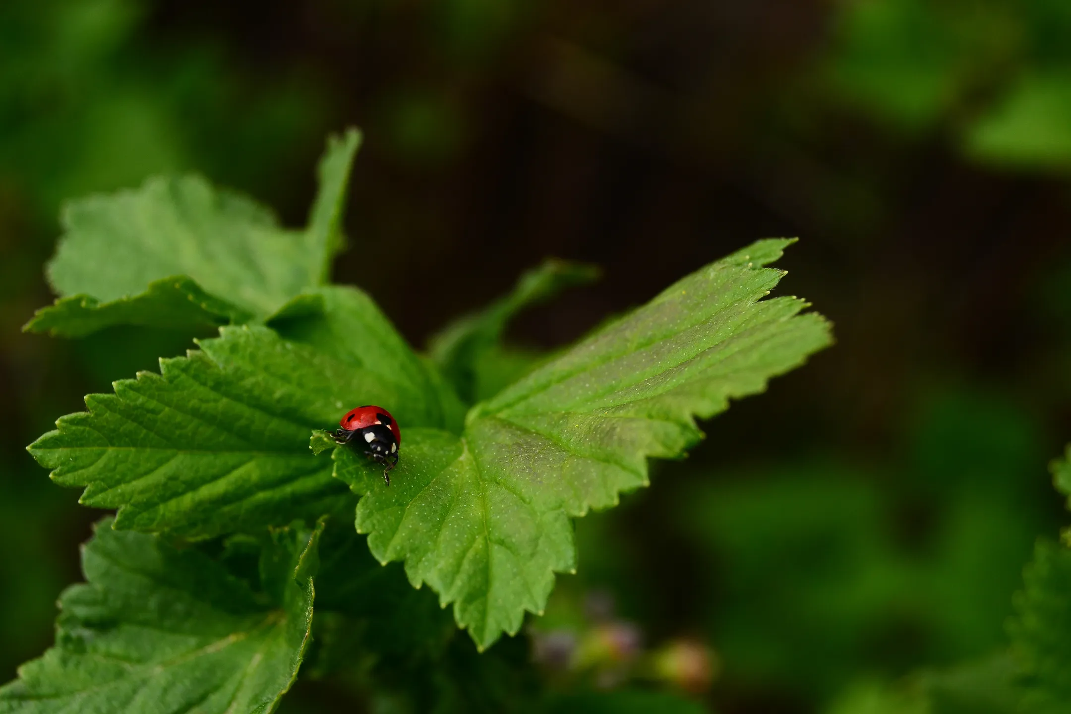 Президент: Необходимо принять новый экологический кодекс - Image Kapital.kz