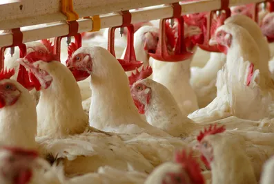 На востоке Казахстана построят птицефабрику